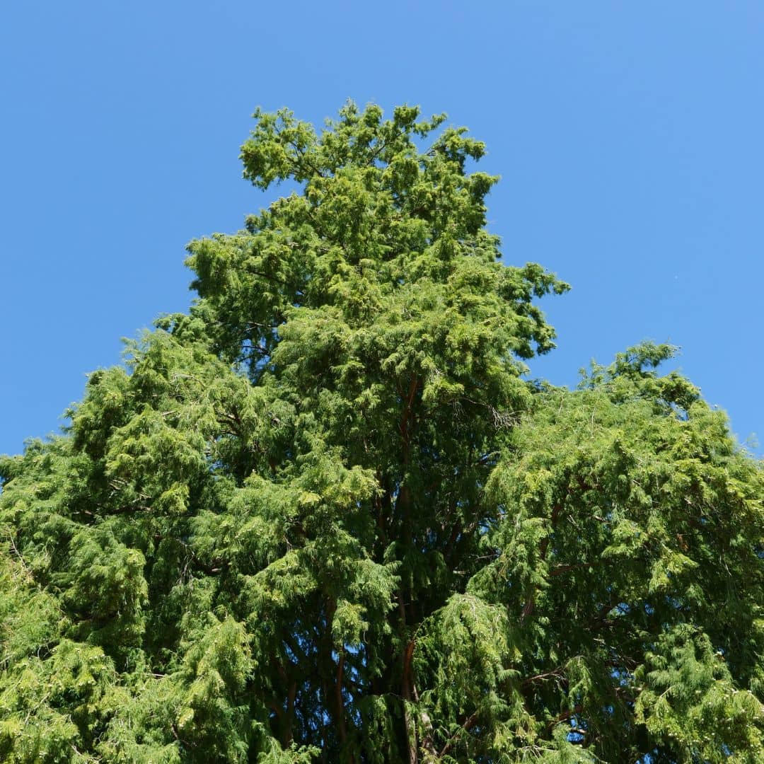 graines Cyprès chauve Taxodium distichum comment semer et cultiver avec monde vegetal conifere rare et insolite