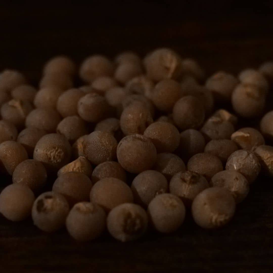 graines DRACAENA DRACO dragonnier des canaries et semences à faire germer pour le cultiver monde vegetal