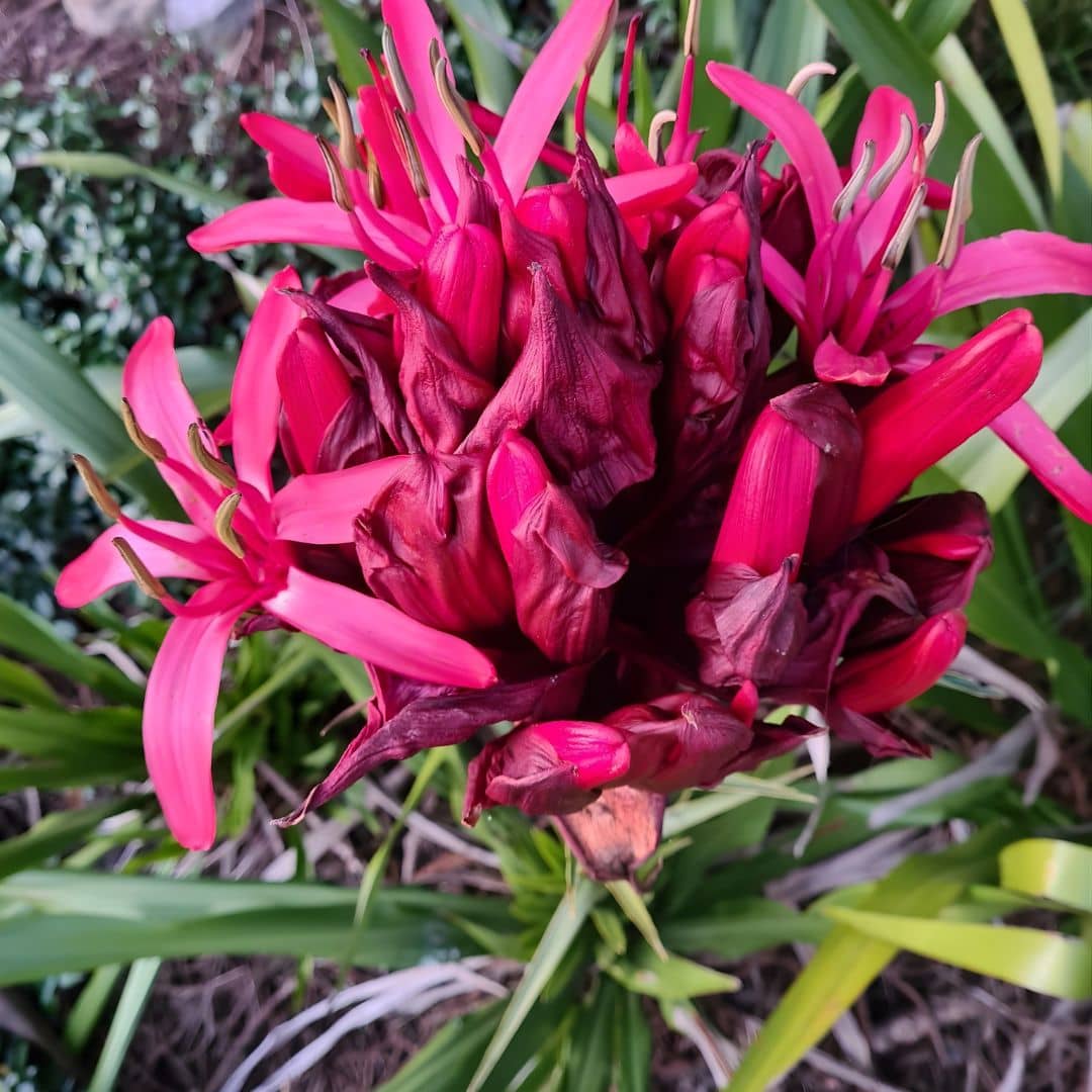  graines Doryanthes excelsa fleurs plantes rares et insolites monde vegetal