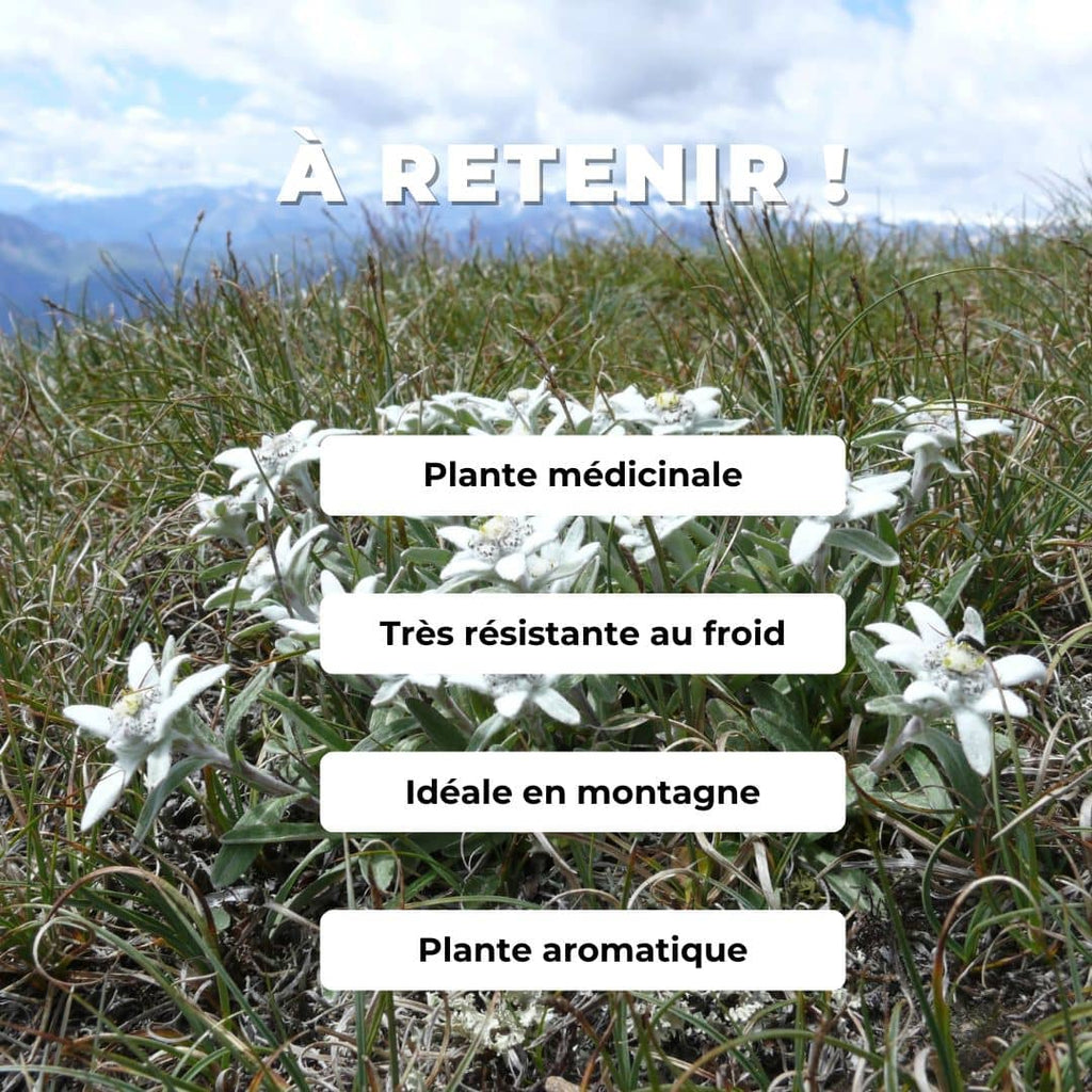 graines Edelweiss Leontopodium alpinum plantes de montagne monde végétal comment semer et cultiver