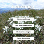 graines Edelweiss Leontopodium alpinum plantes de montagne monde végétal comment semer et cultiver