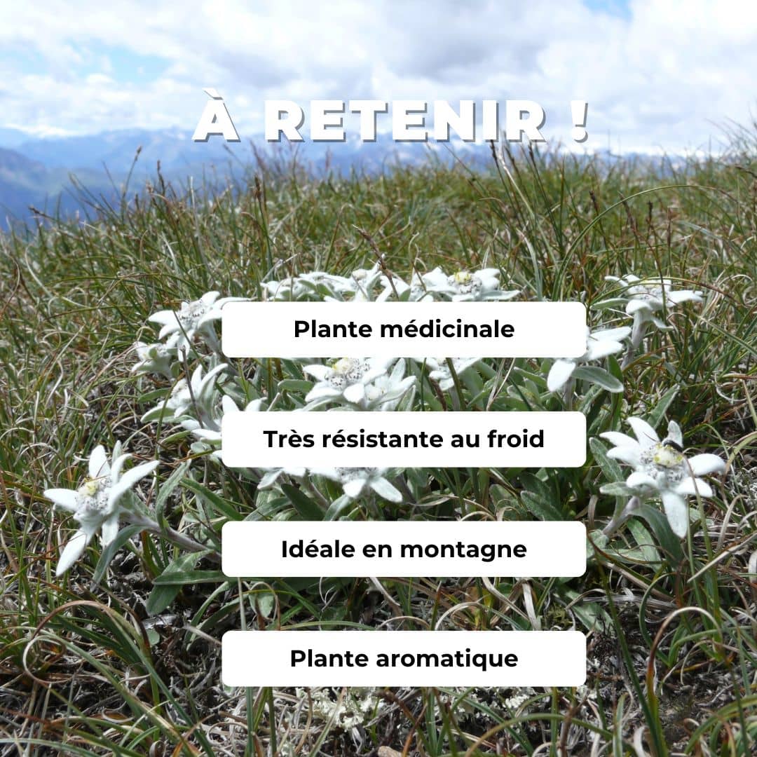 graines Edelweiss Leontopodium alpinum plantes de montagne monde végétal comment semer et cultiver