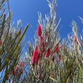 graines HAKEA FRANCISIANA Chandelle australienne plantes rares monde vegetal