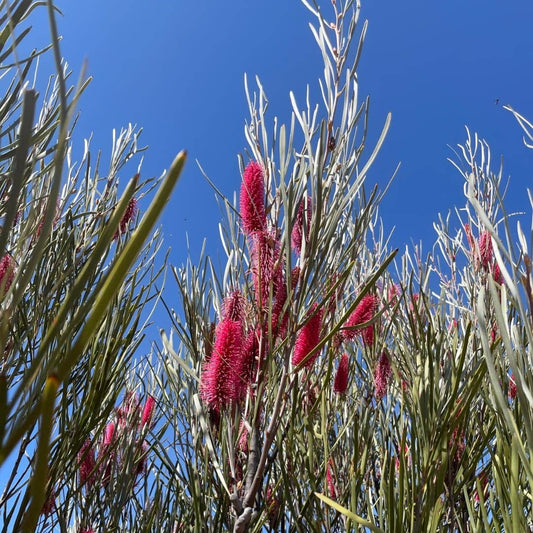 graines HAKEA FRANCISIANA Chandelle australienne plantes rares monde vegetal