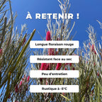 graines HAKEA FRANCISIANA Chandelle australienne plantes rares monde vegetal comment semer et cultiver