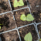 graines Haricot Adzuki Vigna angularis semences potagères rares