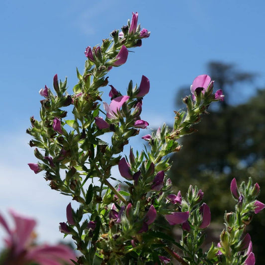 graines Ononis spinosa bugrane épineux arrête boeuf plante facile à cultiver