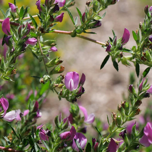 graines Ononis spinosa bugrane épineux arrête boeuf plante facile à cultiver à partir d'un semis