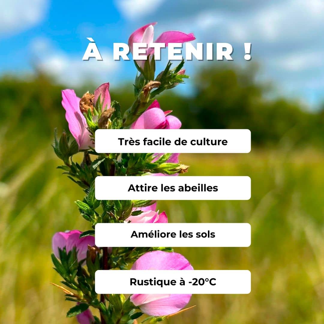 graines Ononis spinosa bugrane épineux arrête boeuf plante facile à cultiver comment semer et cultiver cette plante pour la biodiversité