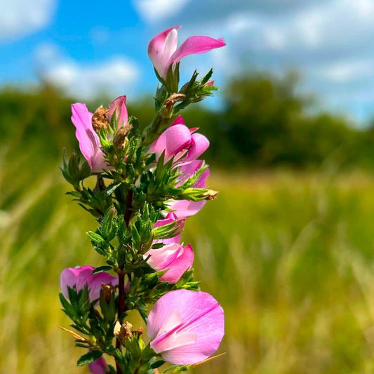 graines Ononis spinosa bugrane épineux arrête boeuf plante facile à cultiver