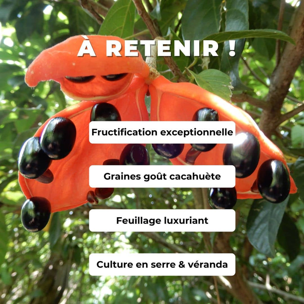 graines STERCULIA LANCEOLATA flamme étoilée plantes rares monde vegetal comment semer et cultiver