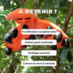 graines STERCULIA LANCEOLATA flamme étoilée plantes rares monde vegetal comment semer et cultiver