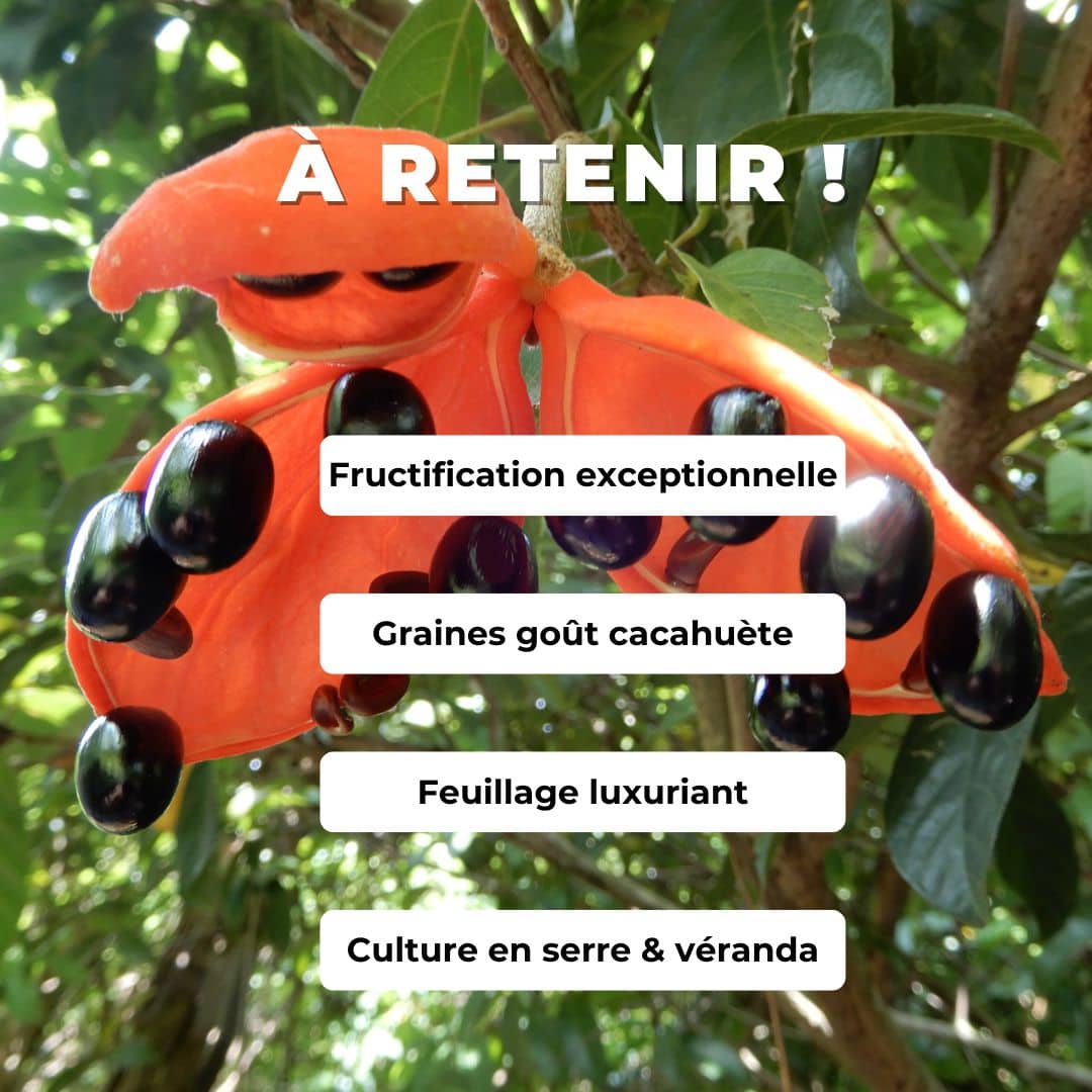 graines STERCULIA LANCEOLATA flamme étoilée plantes rares monde vegetal comment semer et cultiver