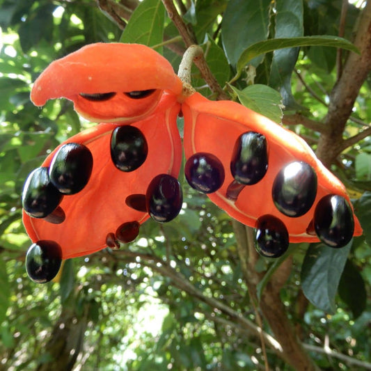 graines STERCULIA LANCEOLATA flamme étoilée plantes rares monde vegetal