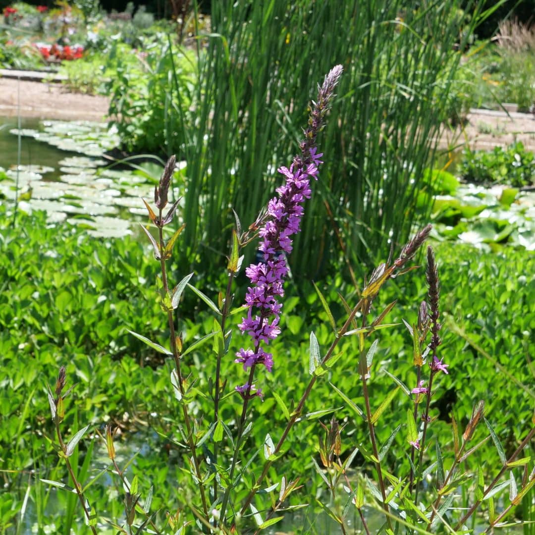 graines Salicaire Commune Lythrum salicaria plante de berges de cours d'eau à cultiver avec monde vegetal comment semer et planter