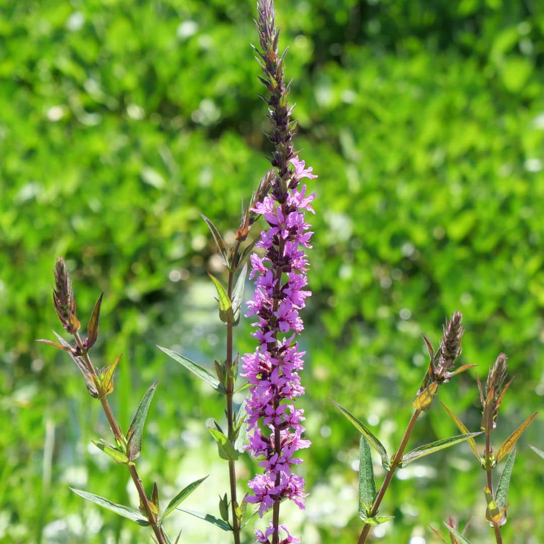 graines Salicaire Commune Lythrum salicaria plante de berges de cours d'eau à cultiver avec monde vegetal