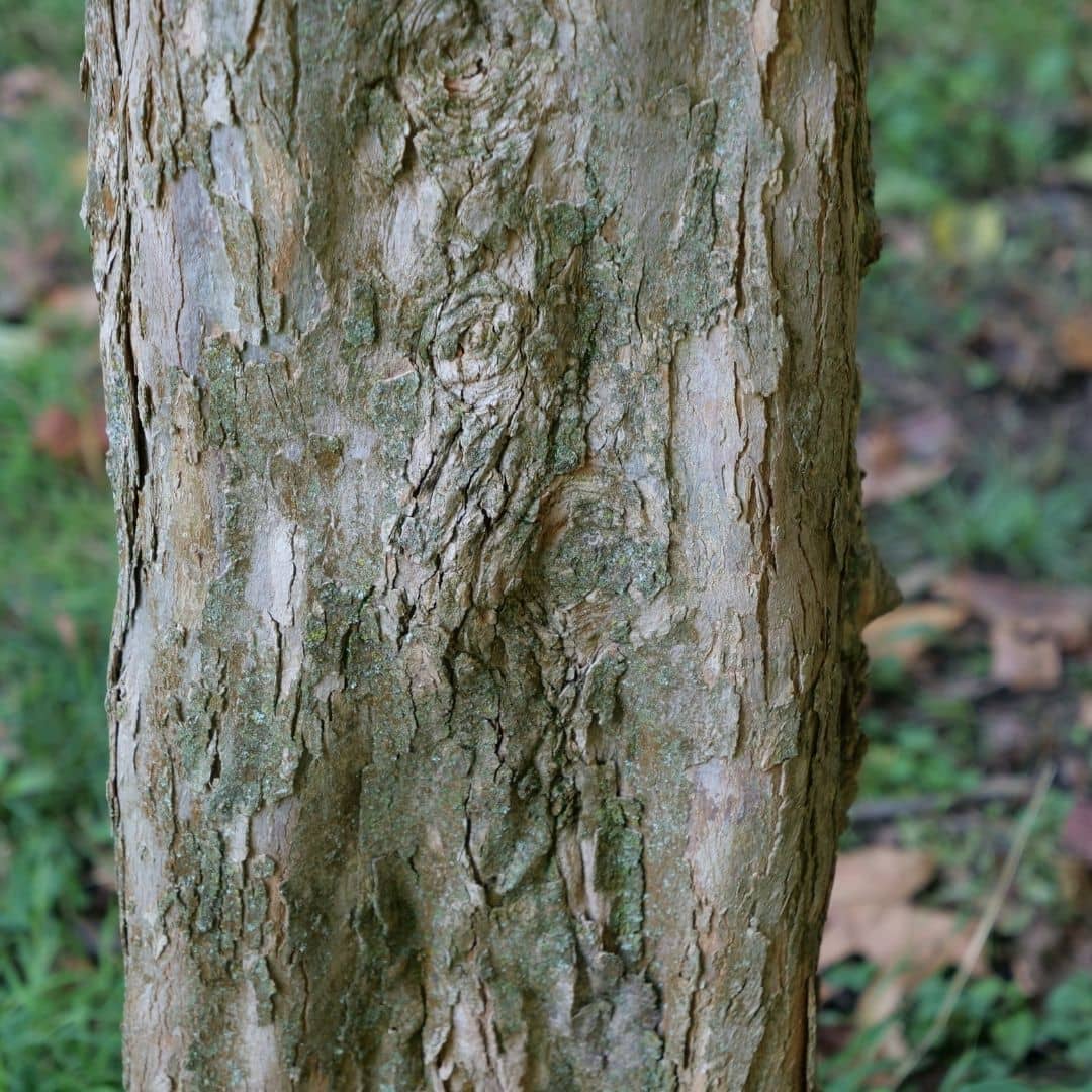 graines acer buergerianum Érable Trident arbre pour bonsaï