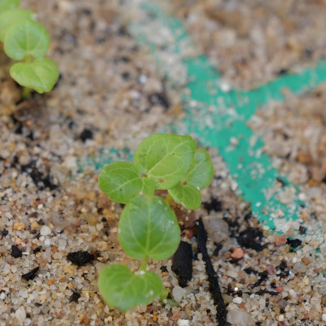 graines alcea rosea nigra semer dees graines de rose trémière noire