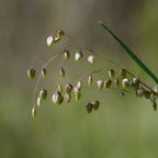 graines amourette commune briza media graminee de collection Monde Vegetal