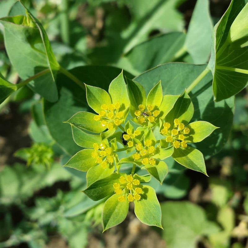 graines bupleurum rotundifolium Buplèvre à feuilles rondes Oreille de lièvre