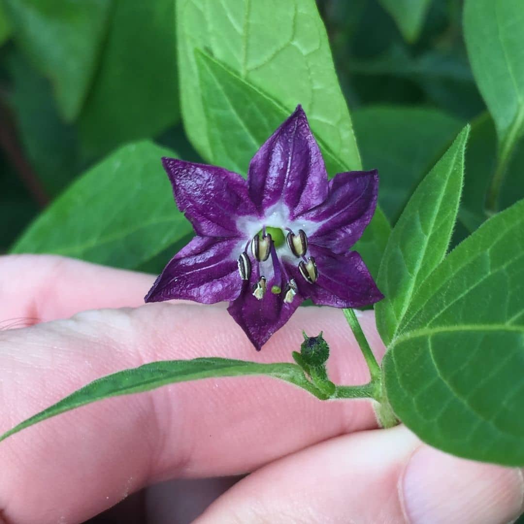graines capsicum pubescens piment géant arbustif  red giant