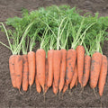 graines carotte automn king 2 daucus carota monde végétal