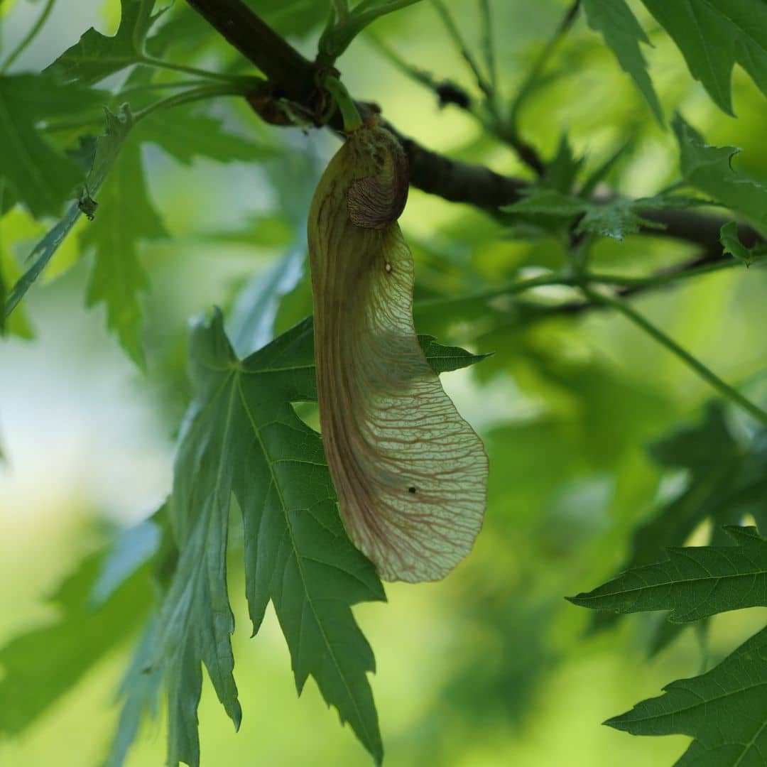 graines d'acer saccharinum érable argenté pour bonsaï 