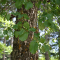 graines d'aulne de corse alnus cordata arbre d'ombrage et utile au jardin