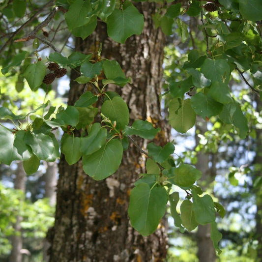 graines d'aulne de corse alnus cordata arbre d'ombrage et utile au jardin
