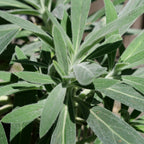 graines d'echium candicans vipérine de madère à faire germer et à cultiver