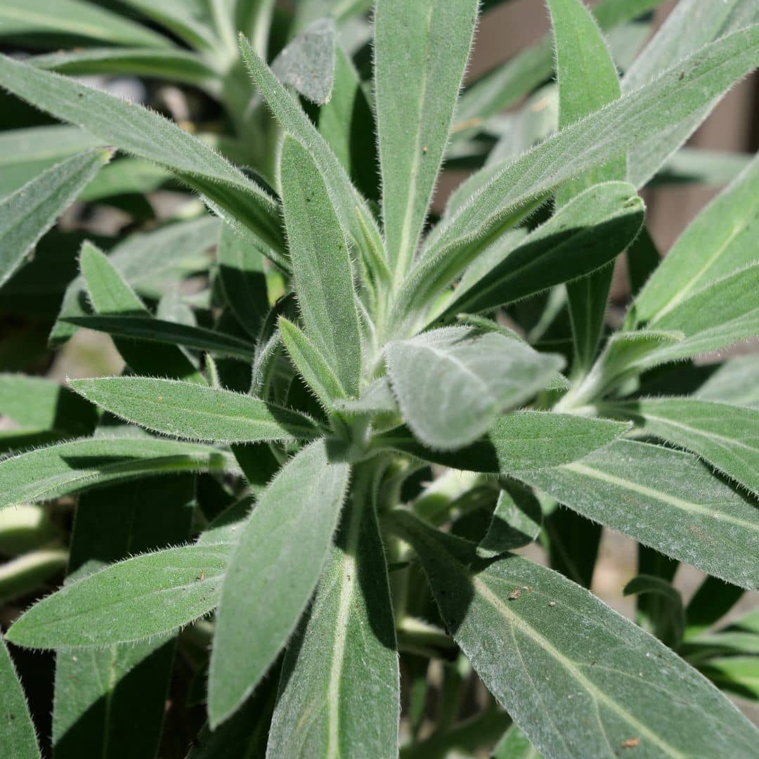 graines d'echium candicans vipérine de madère à faire germer et à cultiver