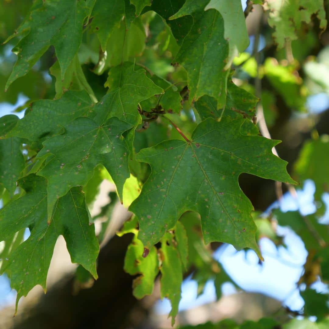 graines d'érable à sucre acer saccharum comment le cultiver