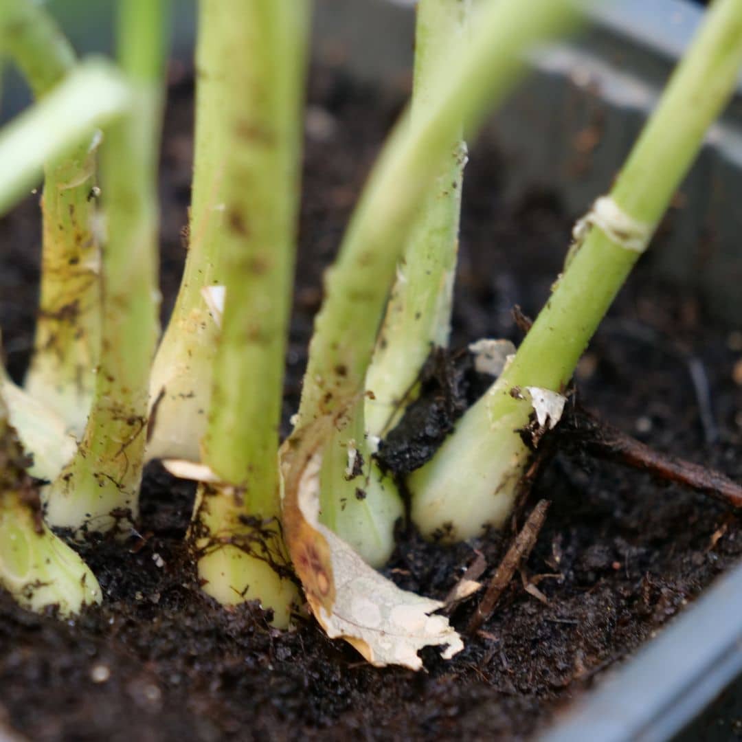 graines d'oignon poireau Ishikura  Allium fistulosum à semer et cultiver avec monde vegetal comment faire germer et planter