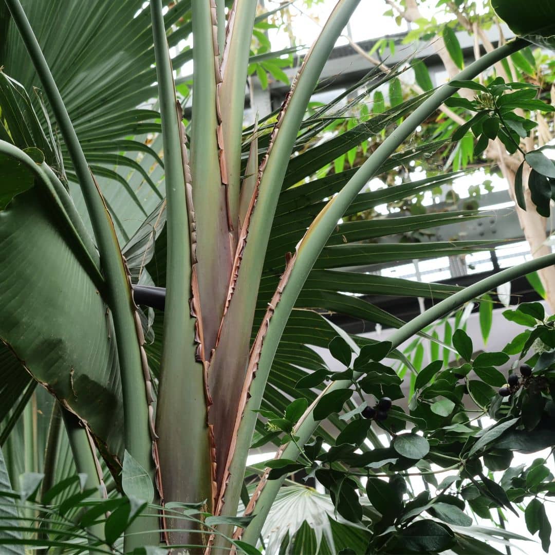 graines d'oiseau de paradis géant strelitzia nicolai monde vegetal