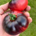 graines deTomate Blue Beauty tomate mi saison indigo
