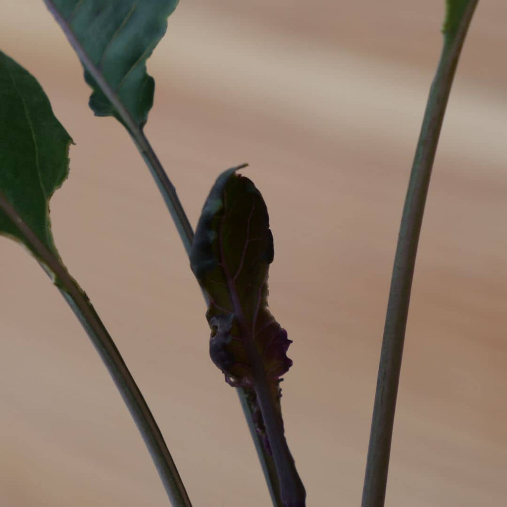 graines de Chou Rouge à Tête Noire 3 variété de chou à feuilles pourpres