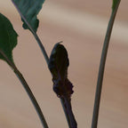 graines de Chou Rouge à Tête Noire 3 variété de chou à feuilles pourpres