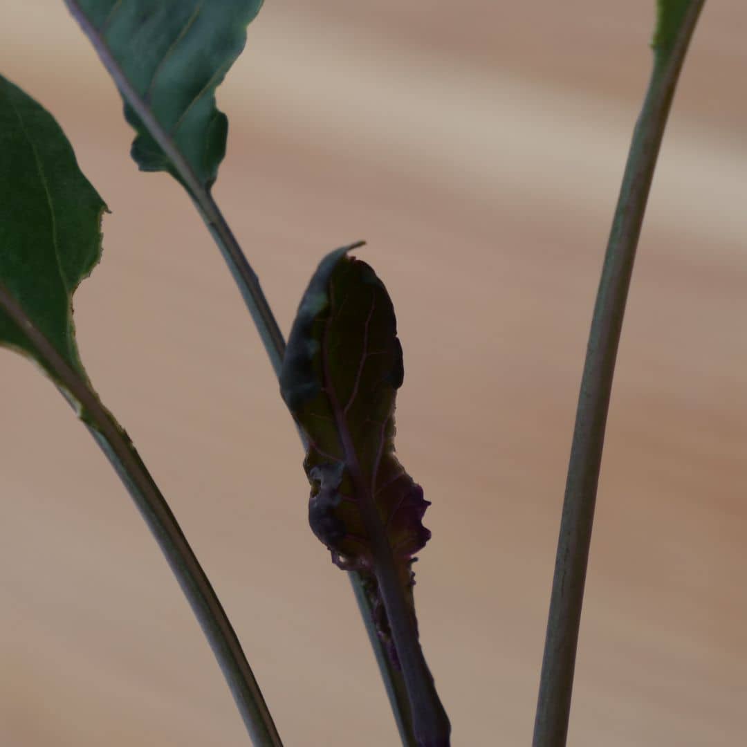 graines de Chou Rouge à Tête Noire 3 variété de chou à feuilles pourpres