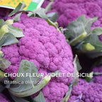 graines de Choux fleur violet de Sicile Brassica oleracea choux rares à planter monde vegetal