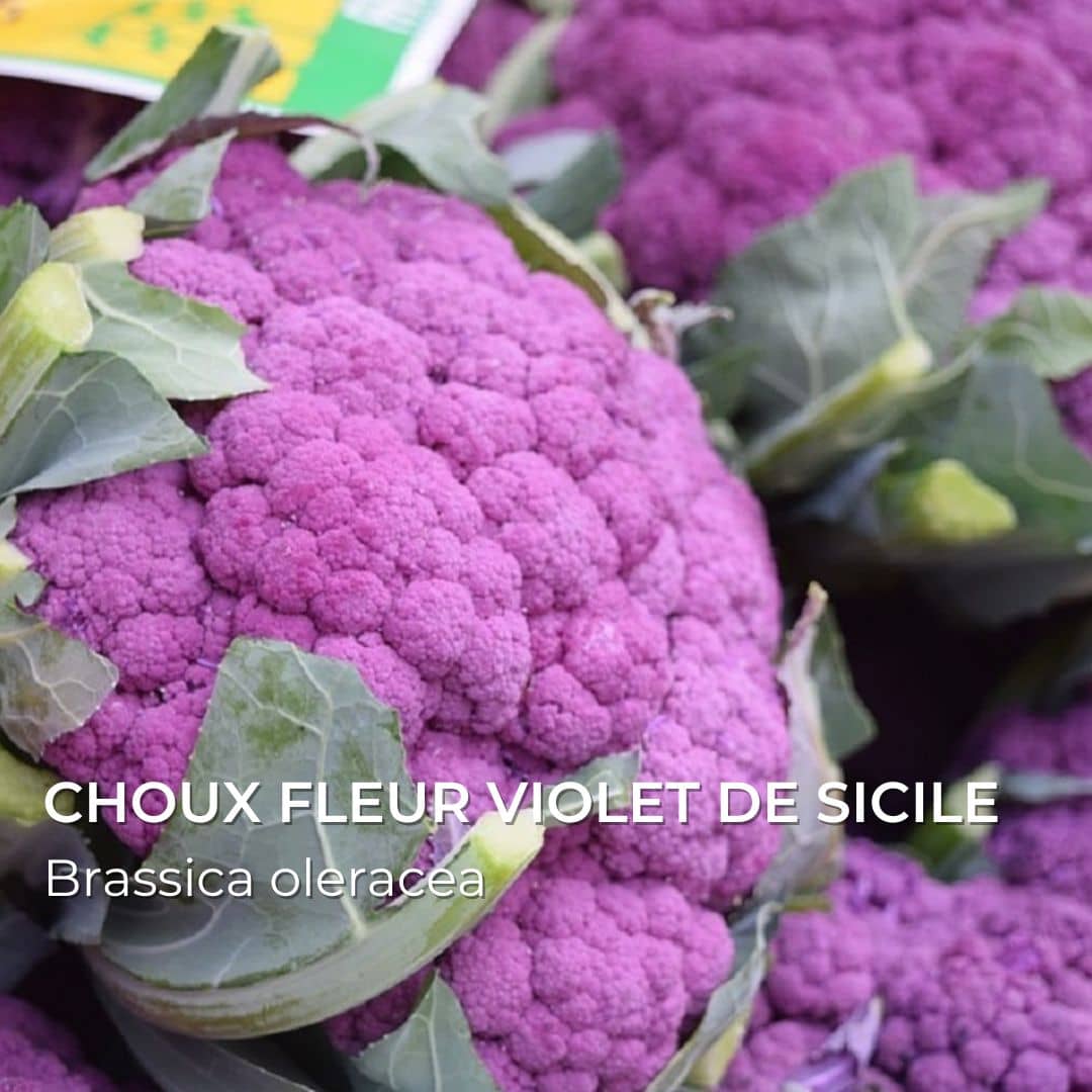 graines de Choux fleur violet de Sicile Brassica oleracea choux rares à planter monde vegetal