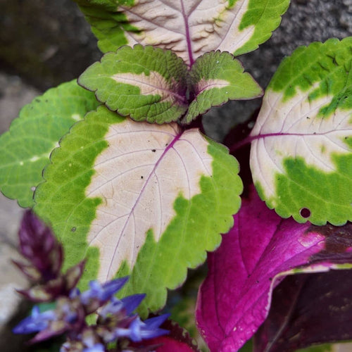 graines de Coleus scutellarioides en couleur mix rouge et jaune à planter au jardin plectranthus