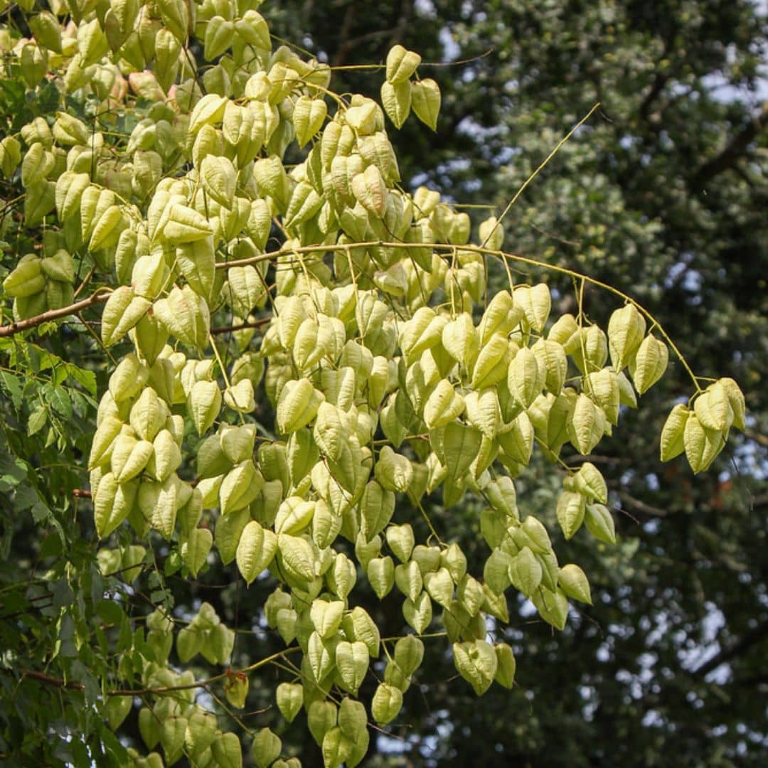 graines de Koelreuteria paniculata savonnier de chine arbre résistant et facile à cultiver monde vegetal