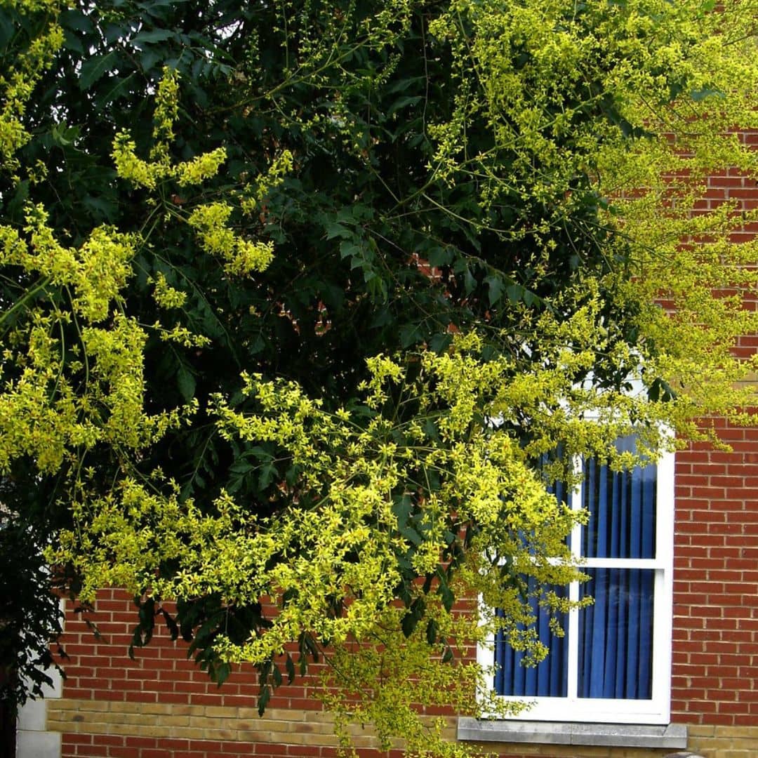 graines de Koelreuteria paniculata savonnier de chine pour faire des bonsai ou de la culture en pot