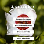 graines de Lin Rouge et Blanc Linum grandiflorum bright eyes