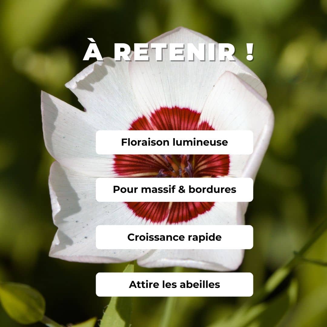 graines de Lin Rouge et Blanc Linum grandiflorum bright eyes