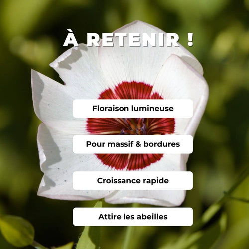graines de Lin Rouge et Blanc Linum grandiflorum bright eyes
