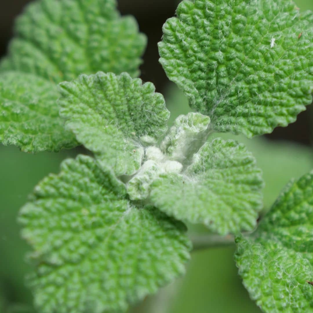 graines de Marrube Blanc Marrubium vulgare à semer et cultiver