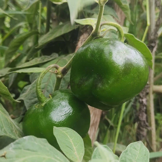 graines de Piment Arbustif Géant des Andes Red Giant Capsicum pubescens piment vivace