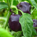 graines de Poivron violet Oda plantes potagères rares monde vegetal