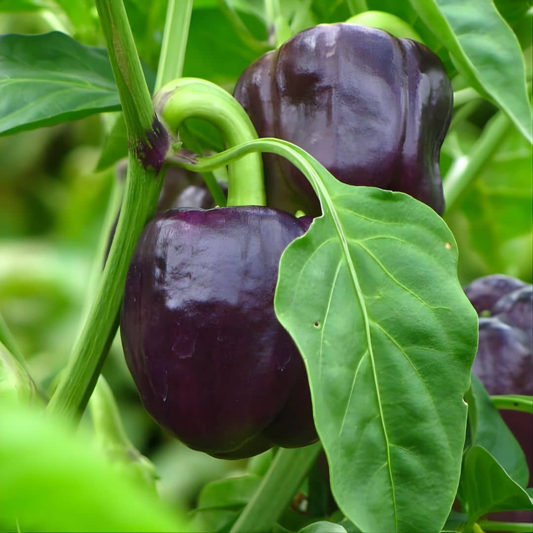 graines de Poivron violet Oda plantes potagères rares monde vegetal